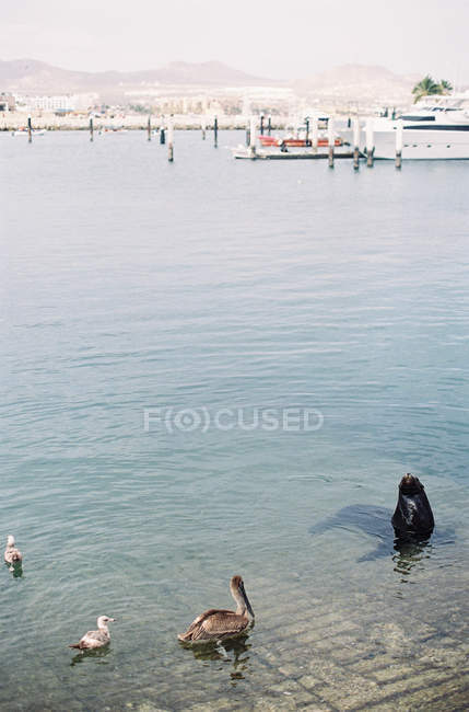 Aves e focas em água — Fotografia de Stock