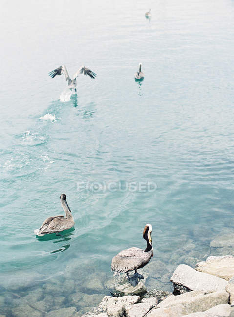 Group of Pelicans in water — Stock Photo