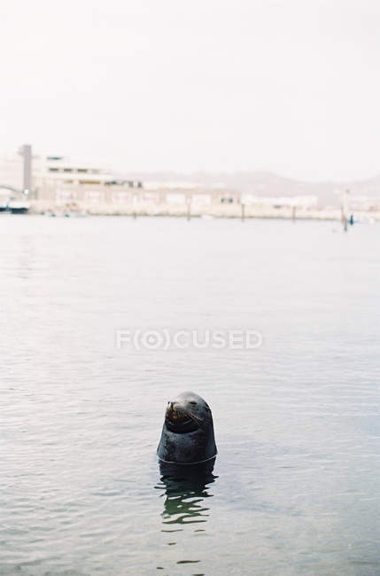 Selo olhando para fora da água — Fotografia de Stock