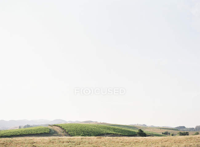 Pintorescas colinas con pastos y arboledas - foto de stock