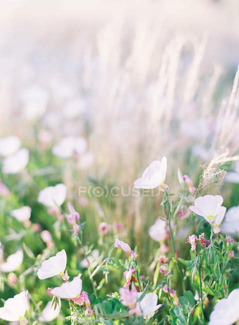 Fleurs d'été rustiques — Photo de stock