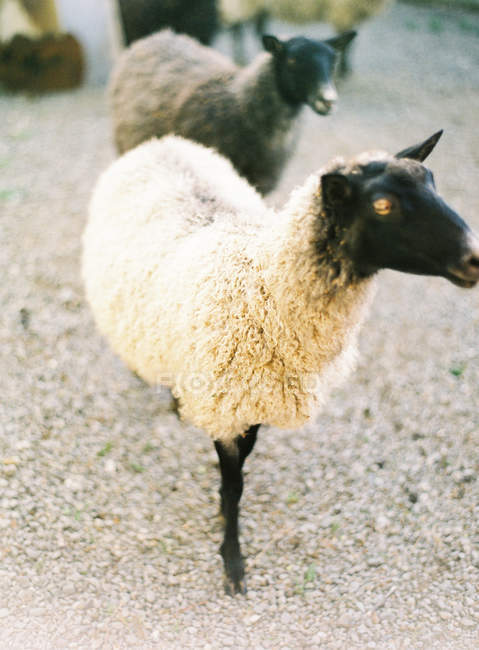 Moutons domestiques debout extérieur — Photo de stock