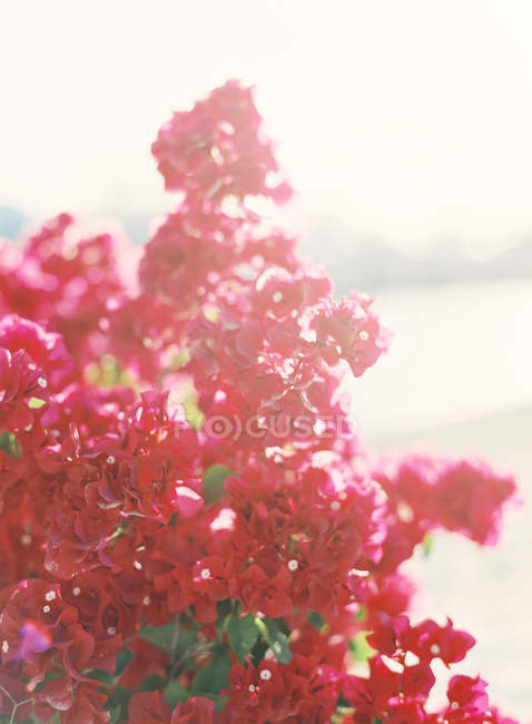 Fresh pink flowers — Stock Photo