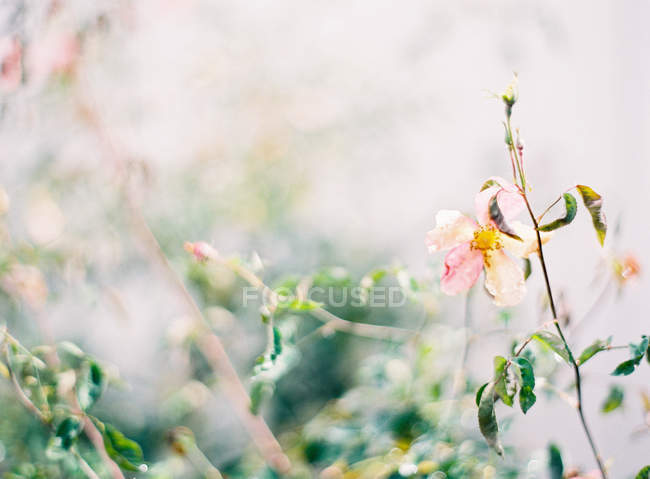 Flores de verão rústicas — Fotografia de Stock
