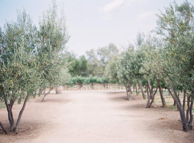 Viñedos y olivos que crecen en el campo - foto de stock