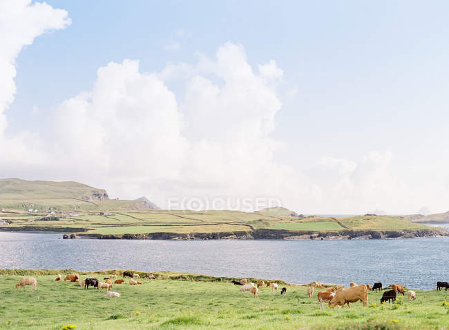 Island coastline with green meadows — Stock Photo
