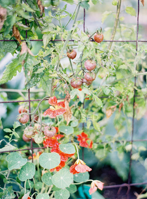 Tomatenpflanze mit reifen Tomaten — Stockfoto