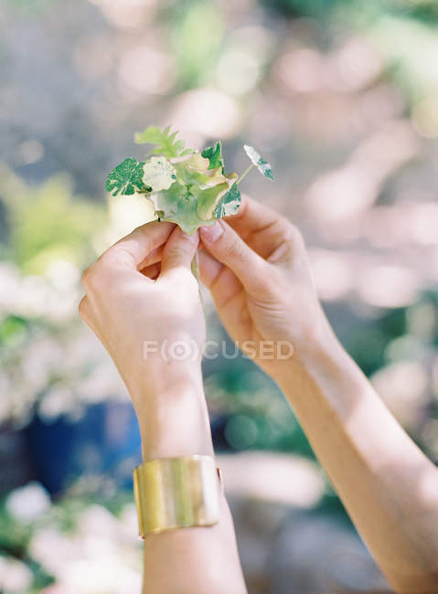 Frauenhände mit frisch geschnittenen Kräutern — Stockfoto