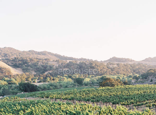 Vignobles poussant dans les champs — Photo de stock