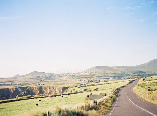 Hügel mit Weide und Kühen — Stockfoto