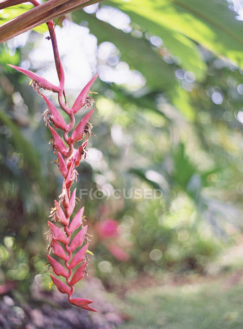 Flor exótica crescendo na planta — Fotografia de Stock
