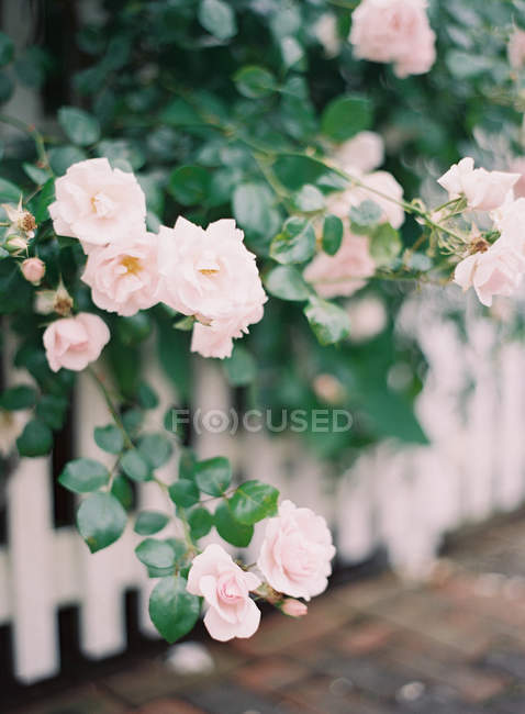 Roses poussant sur le buisson — Photo de stock