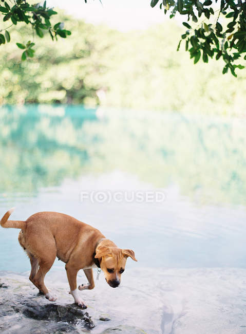 Собака ходить біля озера — стокове фото