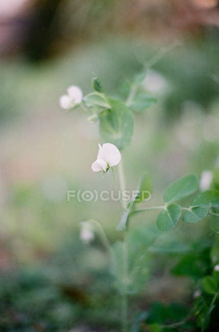 Haricot plantes fleurs — Photo de stock