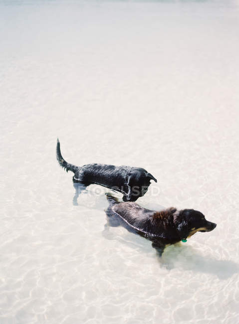 Собаки плавають в озері — стокове фото