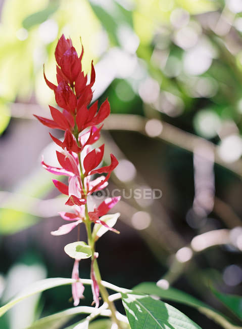 Blume wächst auf Pflanze — Stockfoto