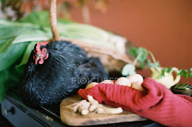 Gallina en la mesa con verduras de granja - foto de stock