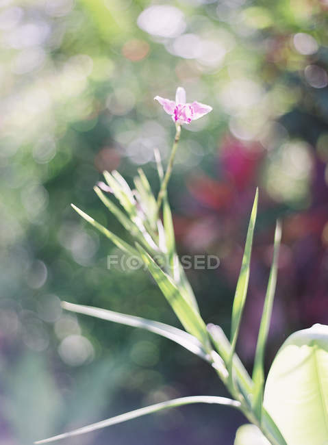 Blume wächst auf Pflanze — Stockfoto