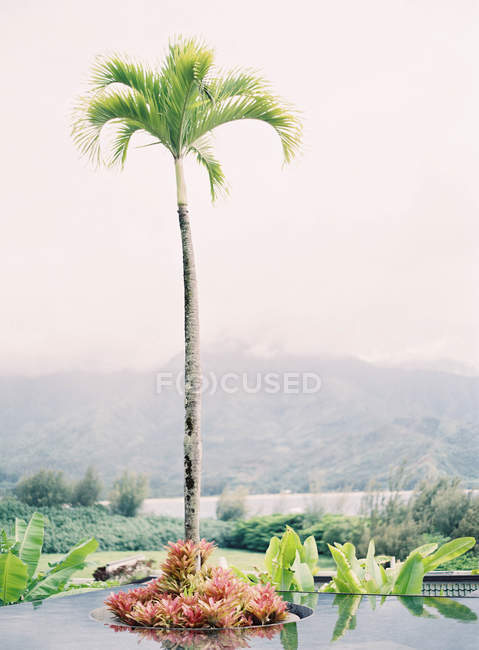 Басейн з ділянкою землі і пальми — стокове фото