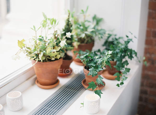 Plantas verdes em vasos — Fotografia de Stock