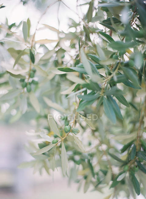 Zweige von Olivenbäumen — Stockfoto
