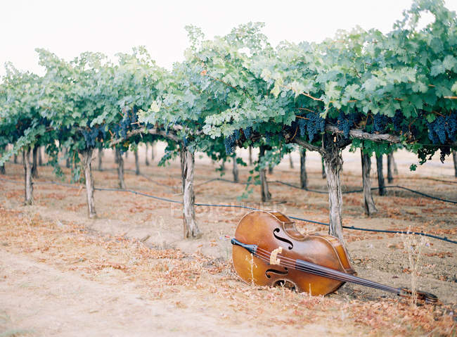 Belo pomar de vinho — Fotografia de Stock
