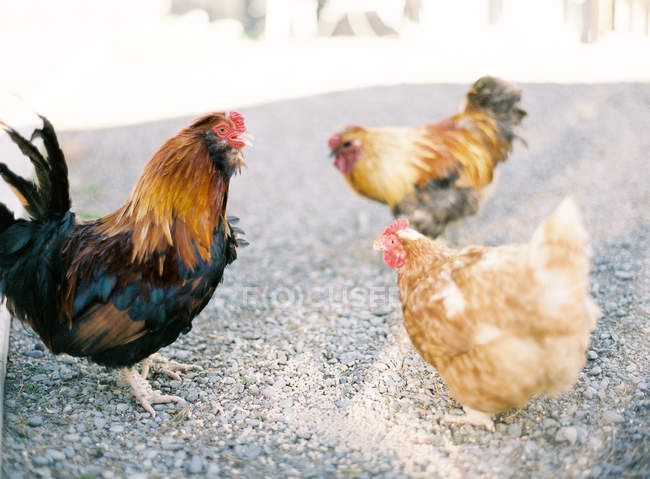 Hens on farm yard — Stock Photo
