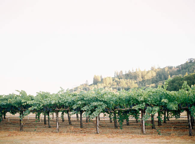 Красивый виноградник в дневное время — стоковое фото