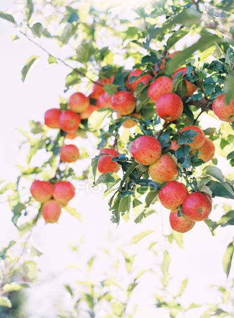 Manzanas creciendo en el árbol - foto de stock