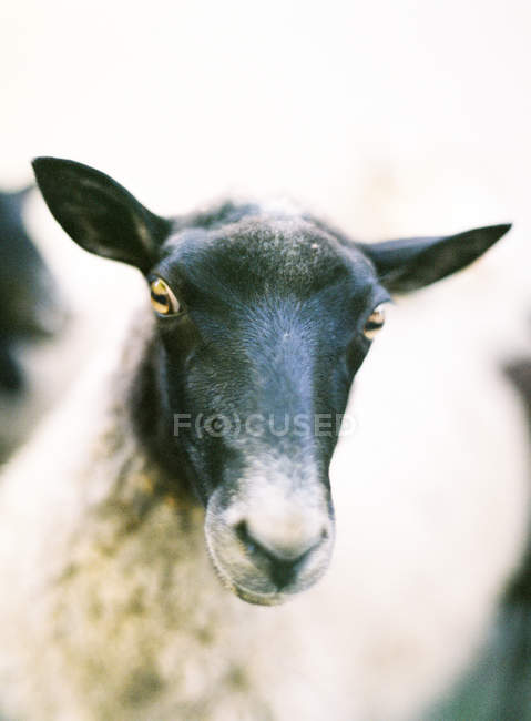 Pecore domestiche in piedi all'aperto — Foto stock