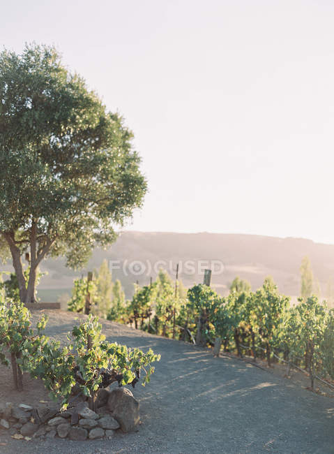 Olivenbaum auf Hügel gepflanzt — Stockfoto