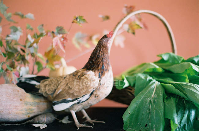 Galinha na mesa com legumes da fazenda — Fotografia de Stock