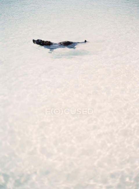 Собака плаває в озері — стокове фото
