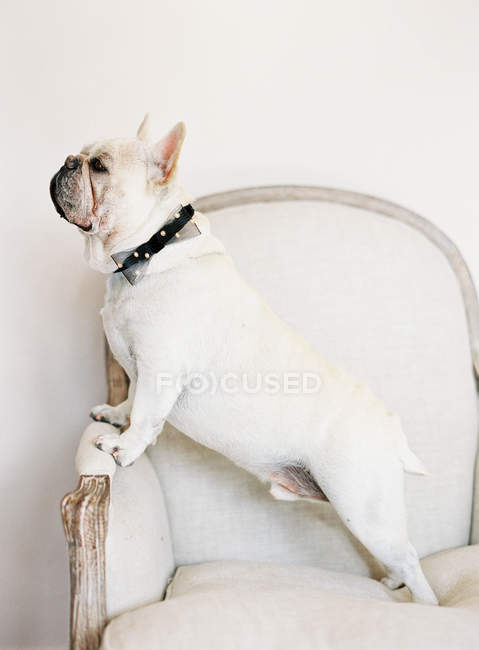Weiße französische Bulldogge mit schwarzer Schleife — Stockfoto