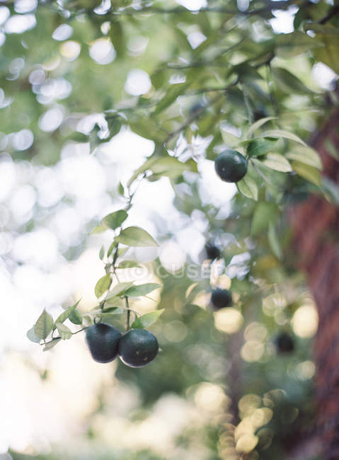 Black olives growing on tree — Stock Photo