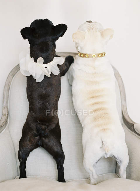 Niedliche schwarz-weiße französische Bulldoggen — Stockfoto