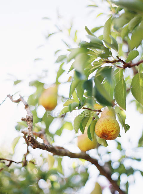Peras creciendo en el árbol - foto de stock