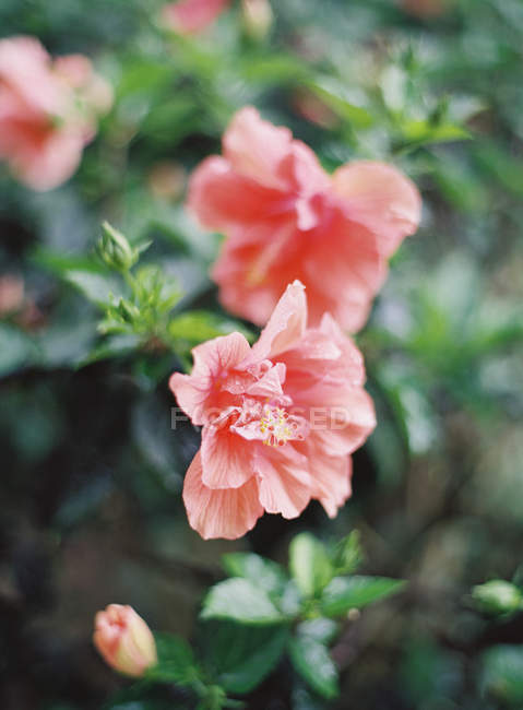 Flores rústicas de verano - foto de stock