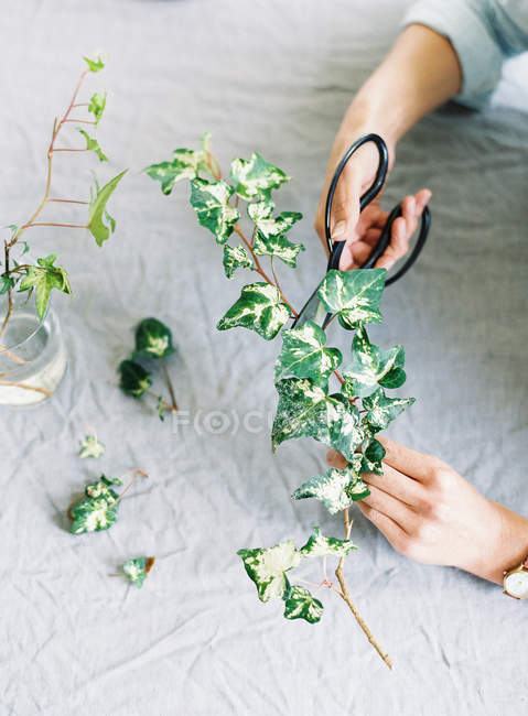 Woman cutting ivy branch — Stock Photo