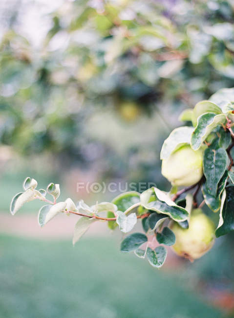 Ramo de árvore de limão com frutas de limão — Fotografia de Stock