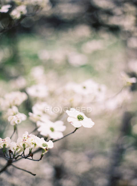 Fleurs d'arbres fruitiers — Photo de stock