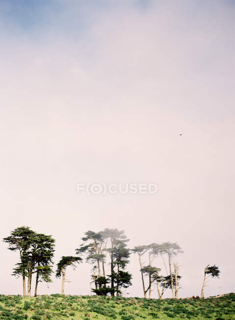 Árvores na colina em neblina — Fotografia de Stock