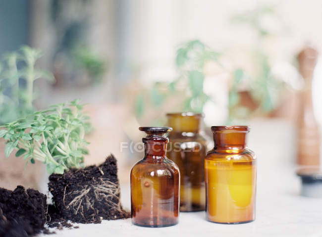 Decorative bottles and fresh picked plants — Stock Photo