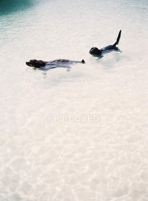 Cães nadando no lago — Fotografia de Stock