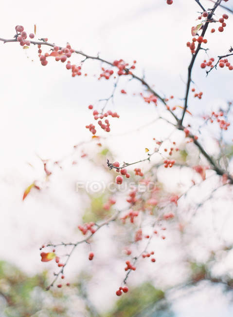 Cranberries growing on tree — Stock Photo