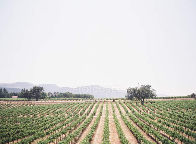 Vineyards growing in field — Stock Photo