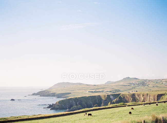 Inselküste mit grünen Wiesen — Stockfoto