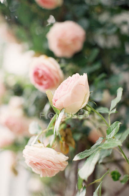 Троянди рожеві бордовий — стокове фото