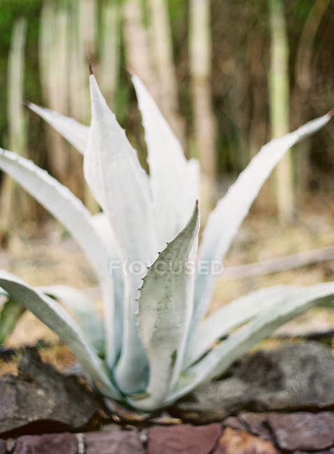 Young agave plant growing among stones — Stock Photo