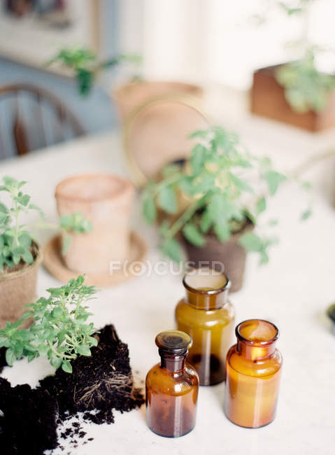 Bouteilles décoratives et plantes fraîches cueillies — Photo de stock